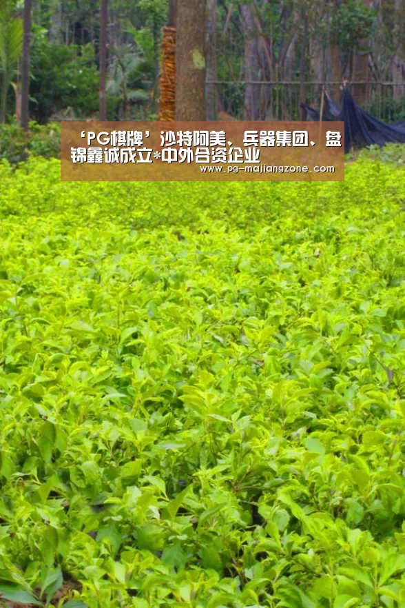 ‘PG棋牌’沙特阿美、兵器集团、盘锦鑫诚成立*中外合资企业(图2) PG麻将网页版入口