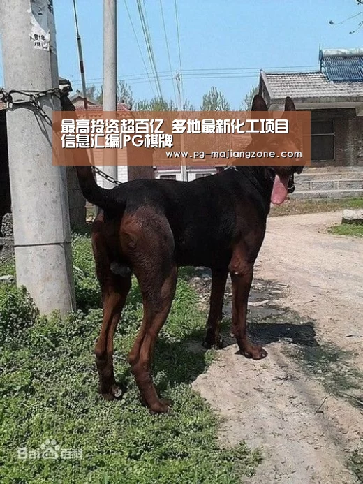 最高投资超百亿 多地最新化工项目信息汇编|PG棋牌(图4) PG麻将网页版入口